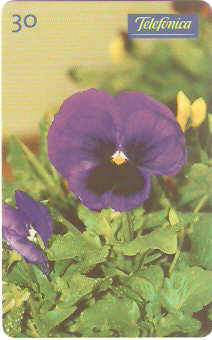 SP-0347 - Amor Perfeito Roxo